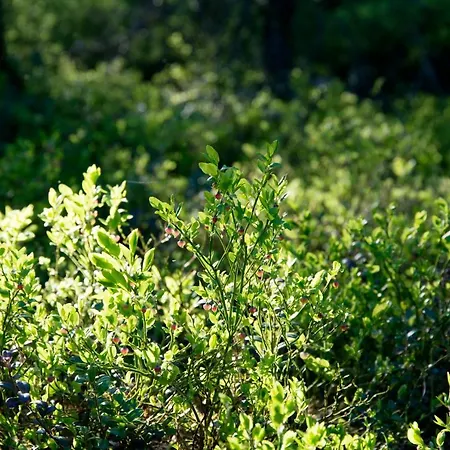 Ski-inn فندق Pyhätunturi